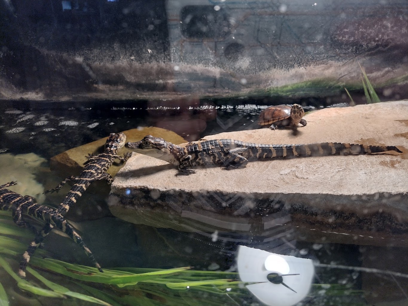 Baby gators in a tank at Gatorland, Orlando, Florida