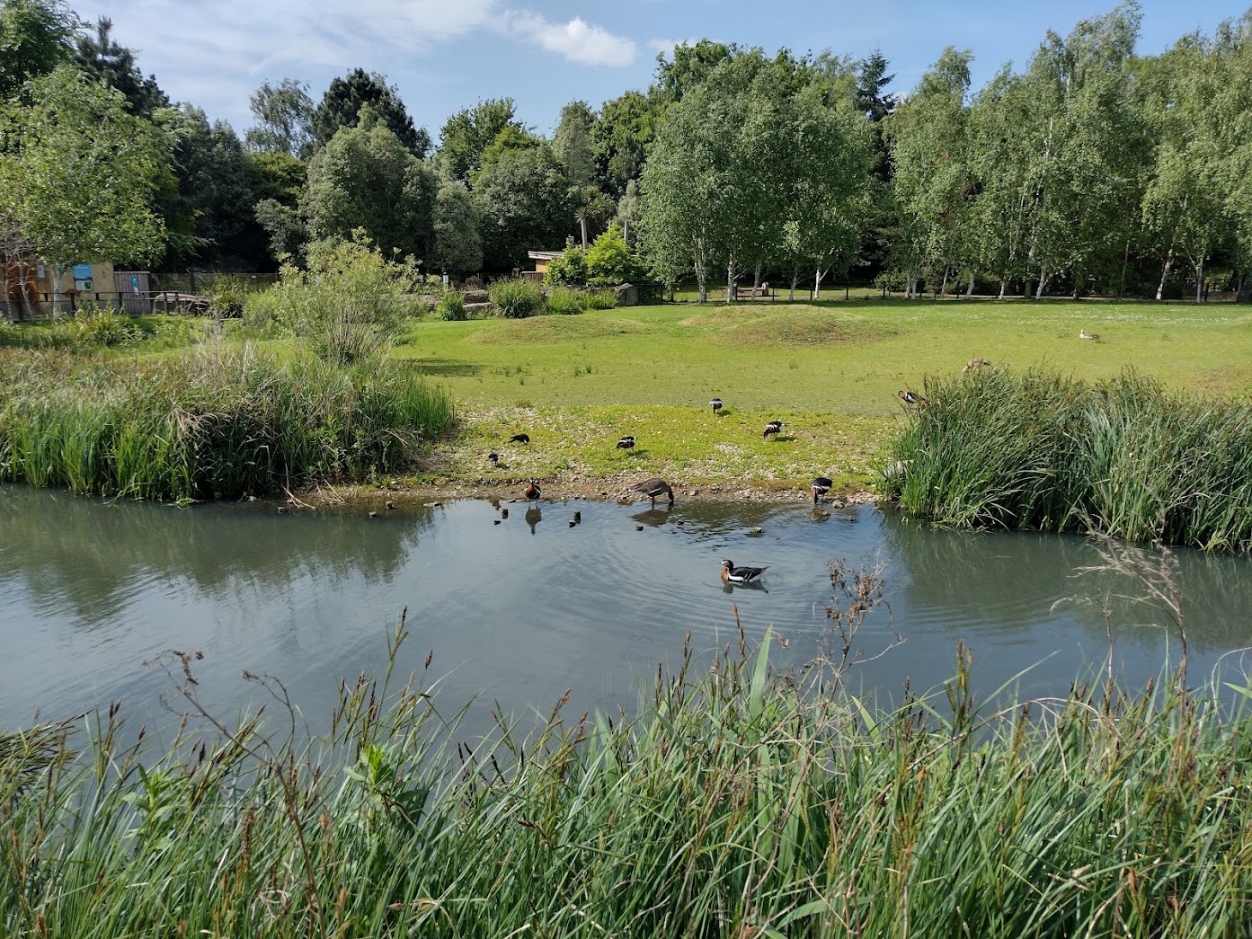 Ducks by a pond at WWT, Barnes, London