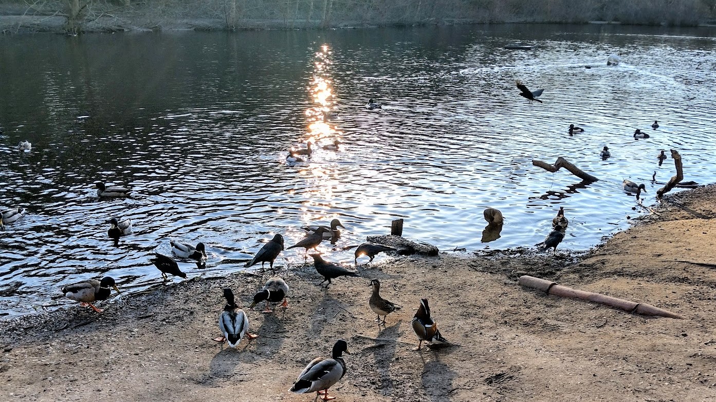 Ducks at Putney Heath lake, London