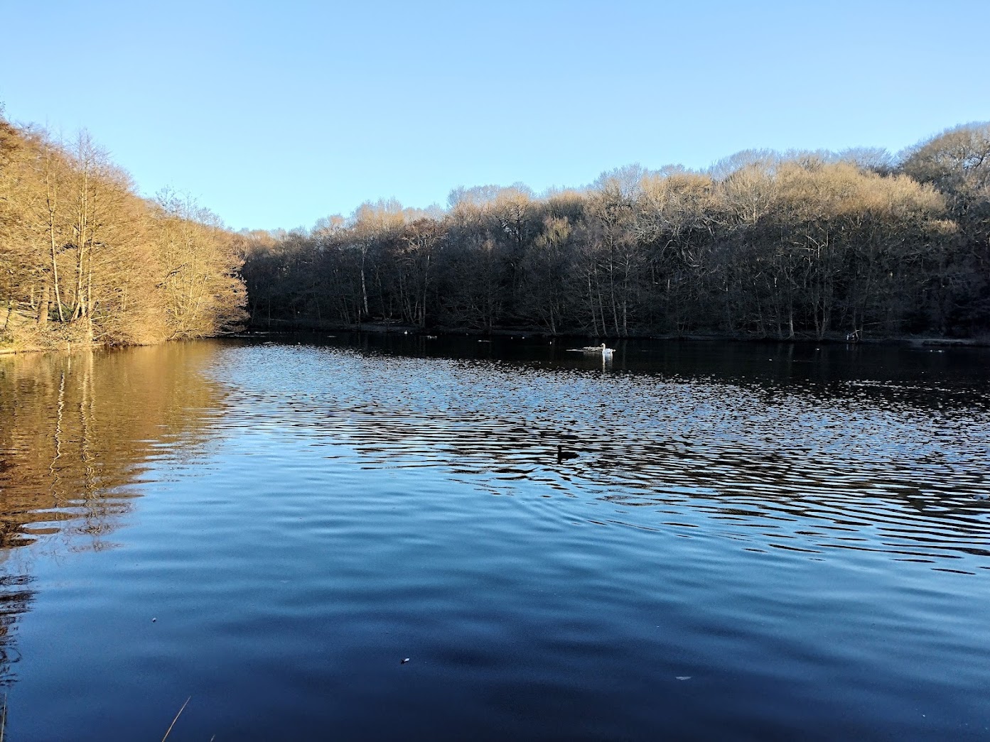 Putney Heath lake, London