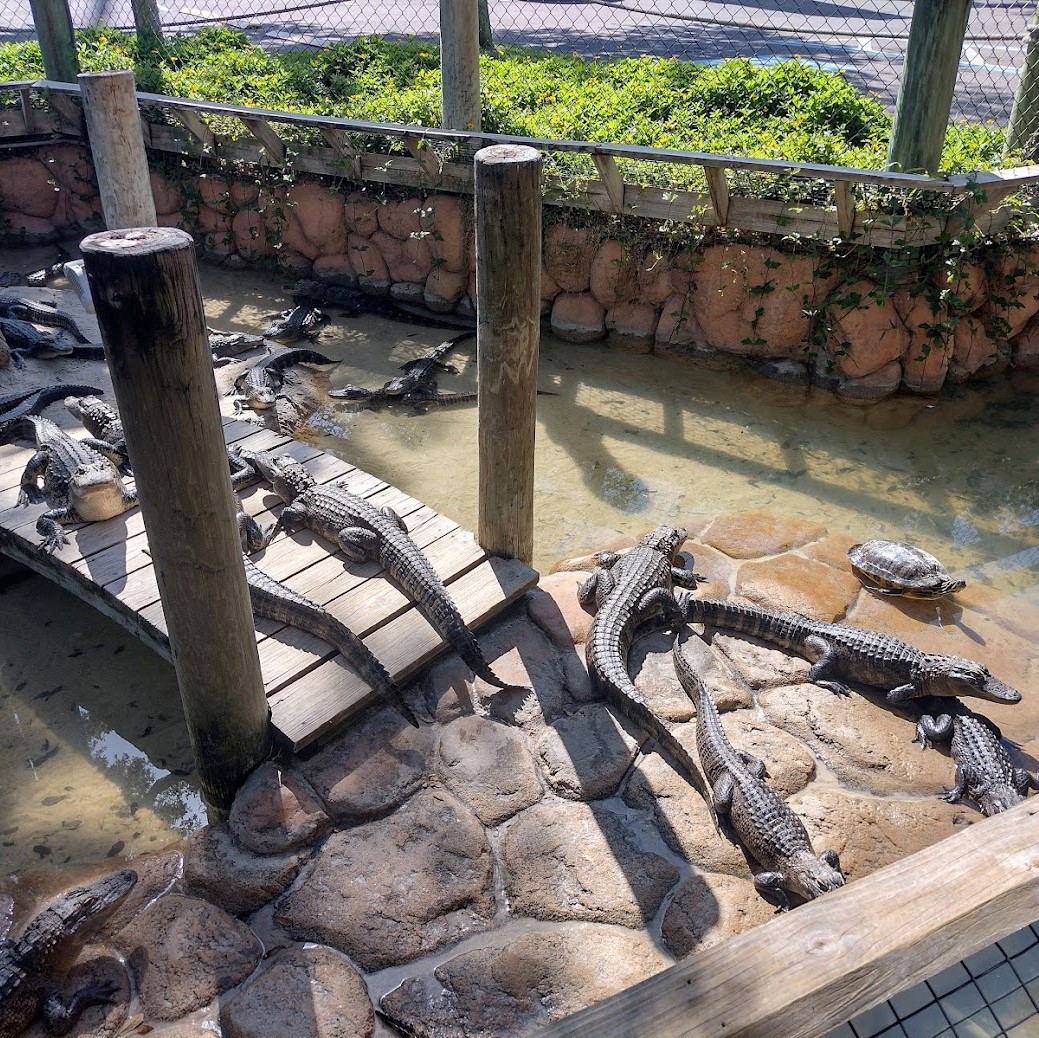 Gators at Congo River Golf, Clearwater, Florida