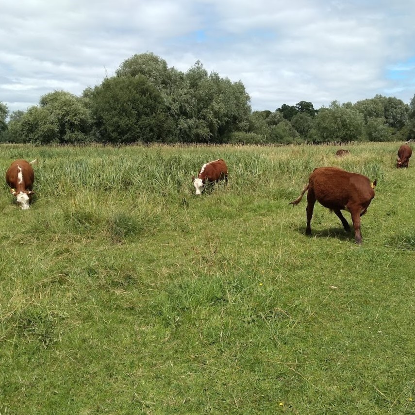 Cows at Framlingham Mere, Suffolk