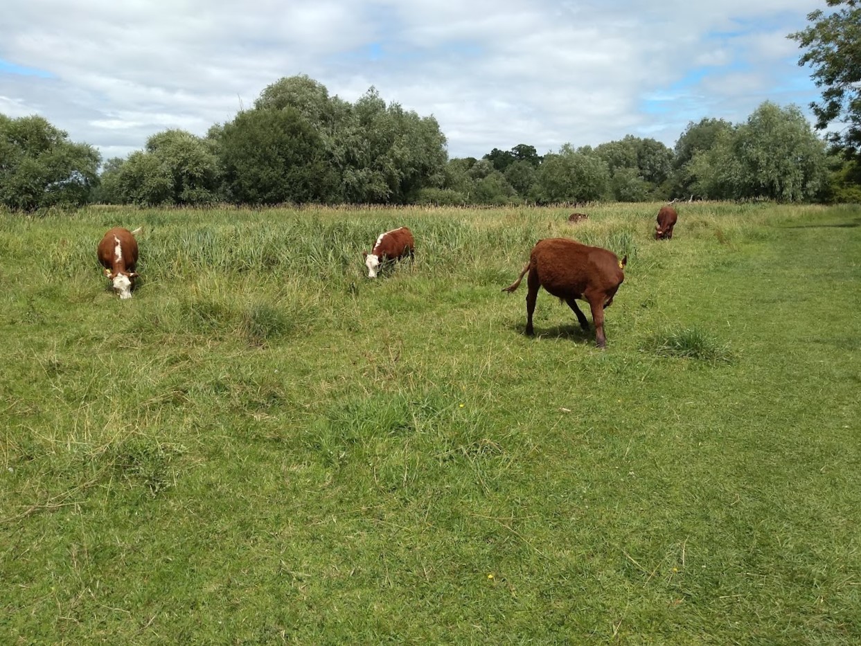 Cows on Framlingham Mere, Suffolk