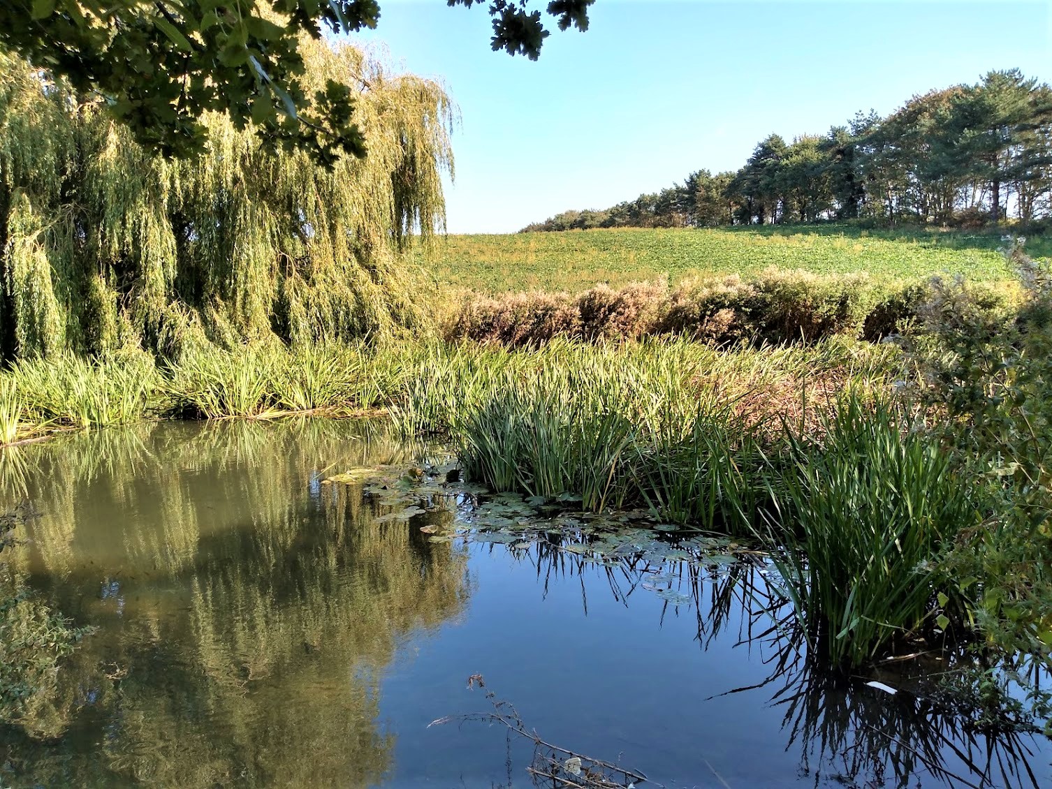 Trimley Marshes