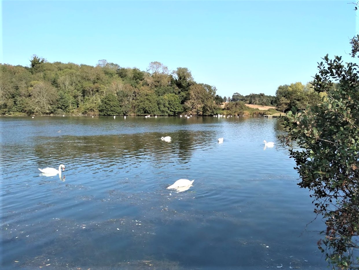 Swans on a lake at Trimley Marshes, Suffolk