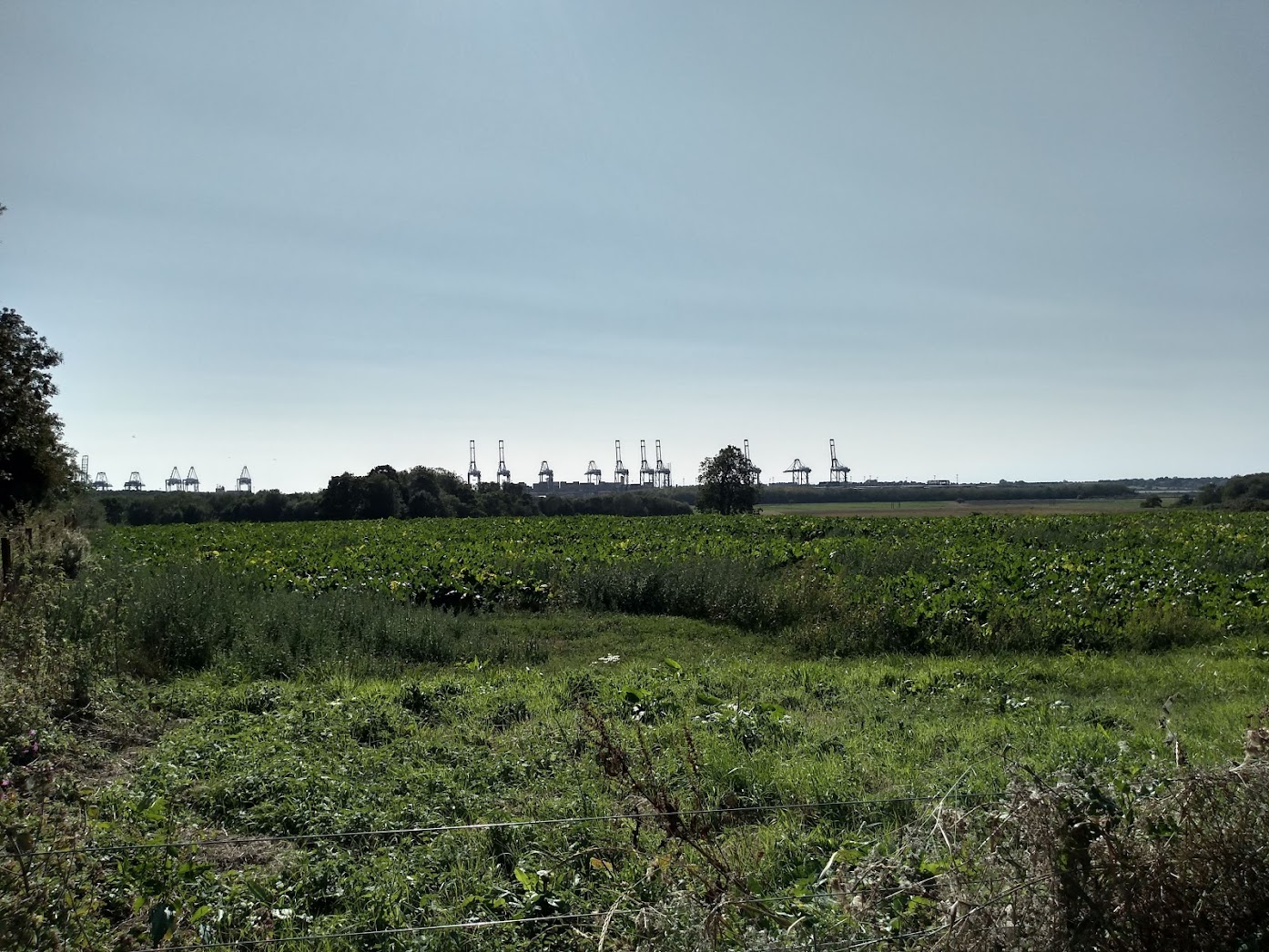 Trimley Marshes view towards the Port of Felixstowe, Suffolk